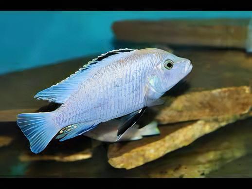Assorted Labidochromis Lake Malawi 2 Inches - Real Aquatics