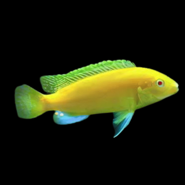 Labidochromis Caeruleus Yellow Albino Malawi African Cichlid Small 2 Inches - Real Aquatics
