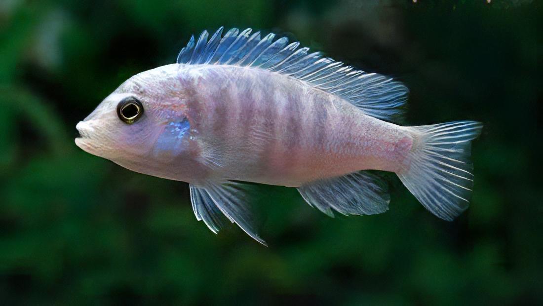 Labidochromis Chisumulae Malawi African Cichlid Small 2 Inches - Real Aquatics