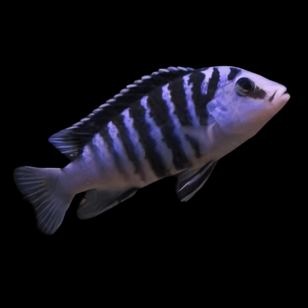 Labidochromis Chisumulae Malawi African Cichlid Small 2 Inches - Real Aquatics