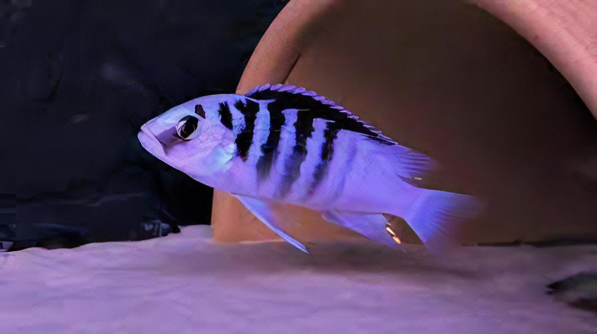 Labidochromis Chisumulae Malawi African Cichlid Small 2 Inches - Real Aquatics