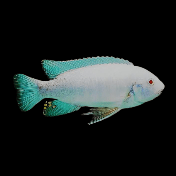 Labidochromis Fuelleborni Albino Malawi African Cichlid Small 2 Inches - Real Aquatics