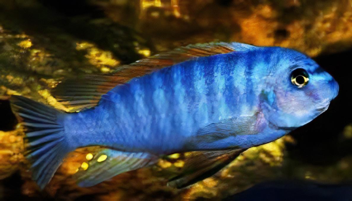 Labidochromis Fuelleborni Blue Malawi African Cichlid Small 2 Inches - Real Aquatics