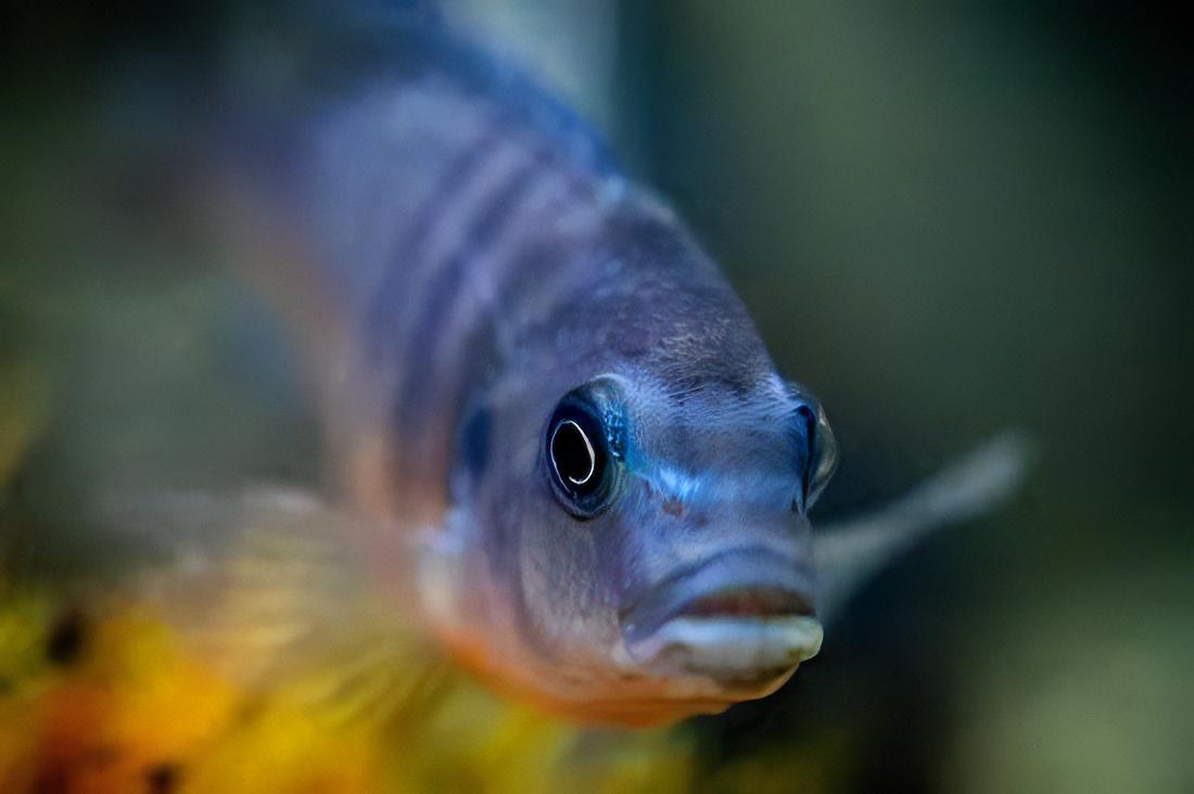 Labidochromis Fuelleborni Blue Malawi African Cichlid Small 2 Inches - Real Aquatics