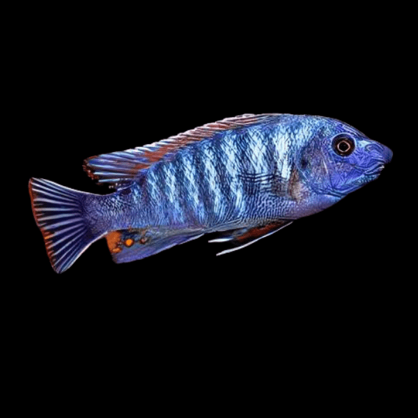 Labidochromis Fuelleborni Blue Malawi African Cichlid Small 2 Inches - Real Aquatics