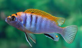 Labidochromis Hongi Red Top Malawi African Cichlid Small 2 Inches - Real Aquatics