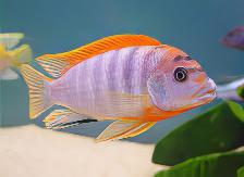 Labidochromis Hongi Red Top Malawi African Cichlid Small 2 Inches - Real Aquatics