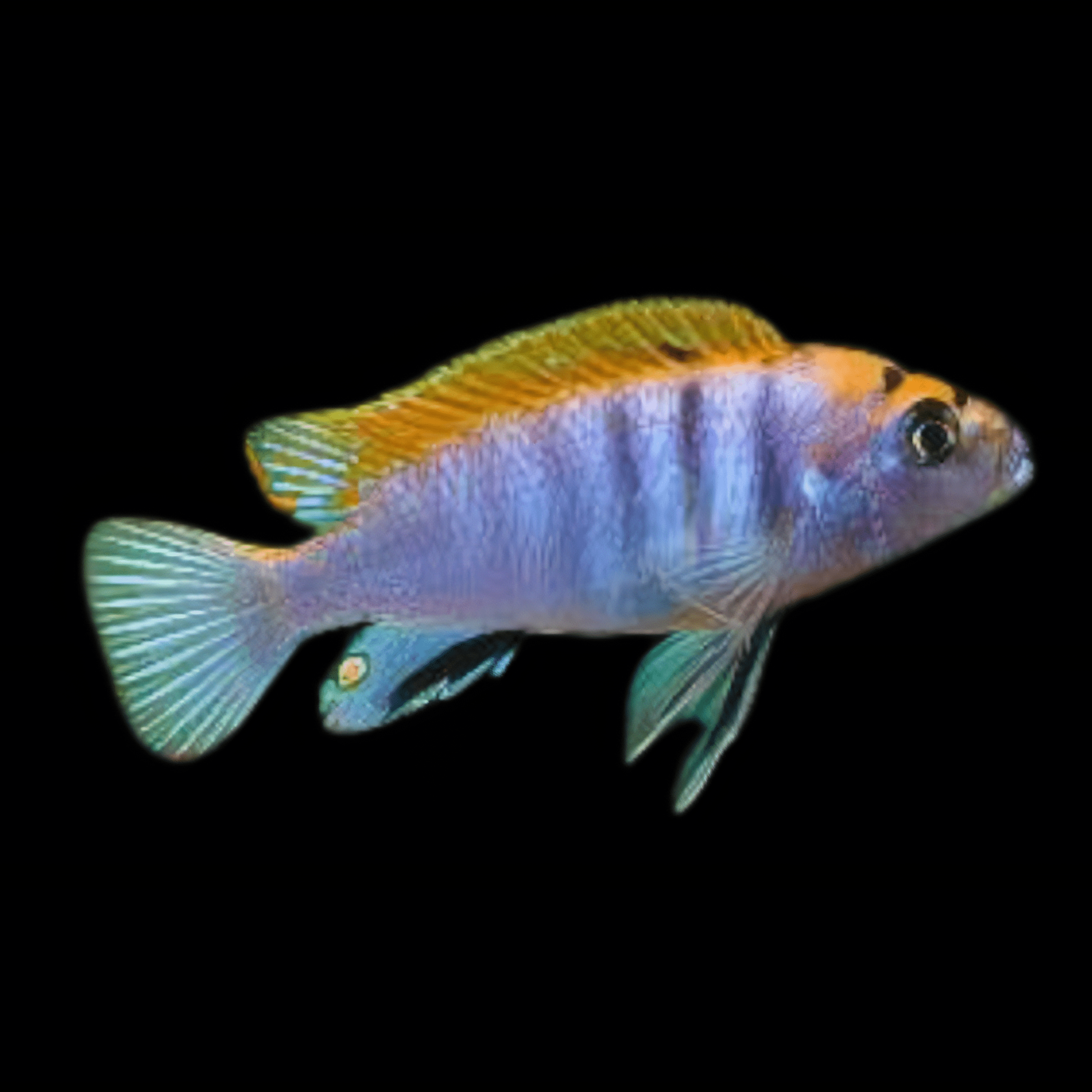 Labidochromis Hongi Red Top Malawi African Cichlid Small 2 Inches - Real Aquatics