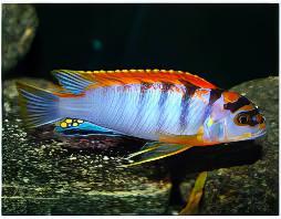 Labidochromis Hongi Red Top Malawi African Cichlid Small 2 Inches - Real Aquatics