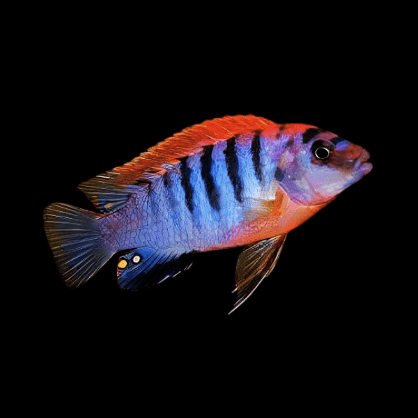 Labidochromis Hongi Sweden Malawi African Cichlid Small 2 Inches - Real Aquatics