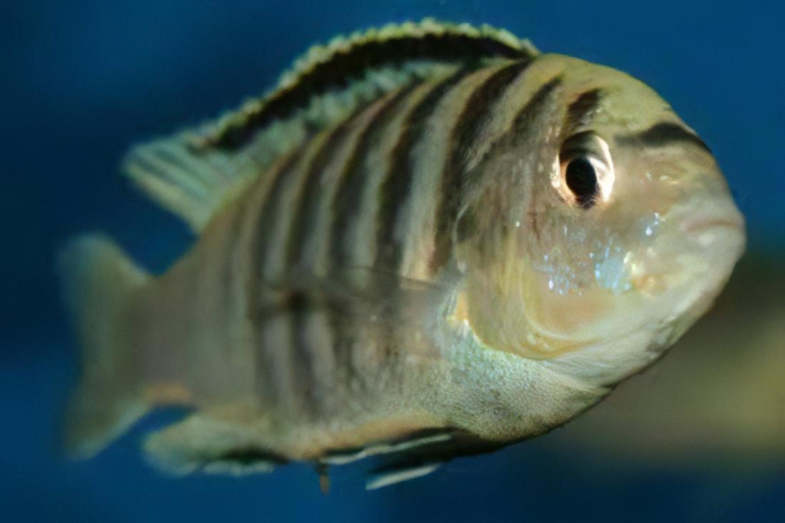 Labidochromis Nkali Malawi African Cichlid Small 2 Inches - Real Aquatics