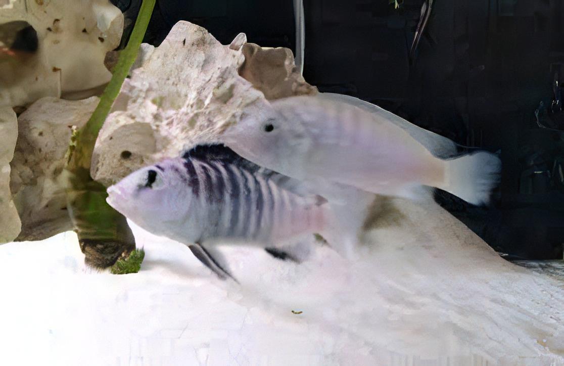 Labidochromis Nkali Malawi African Cichlid Small 2 Inches - Real Aquatics