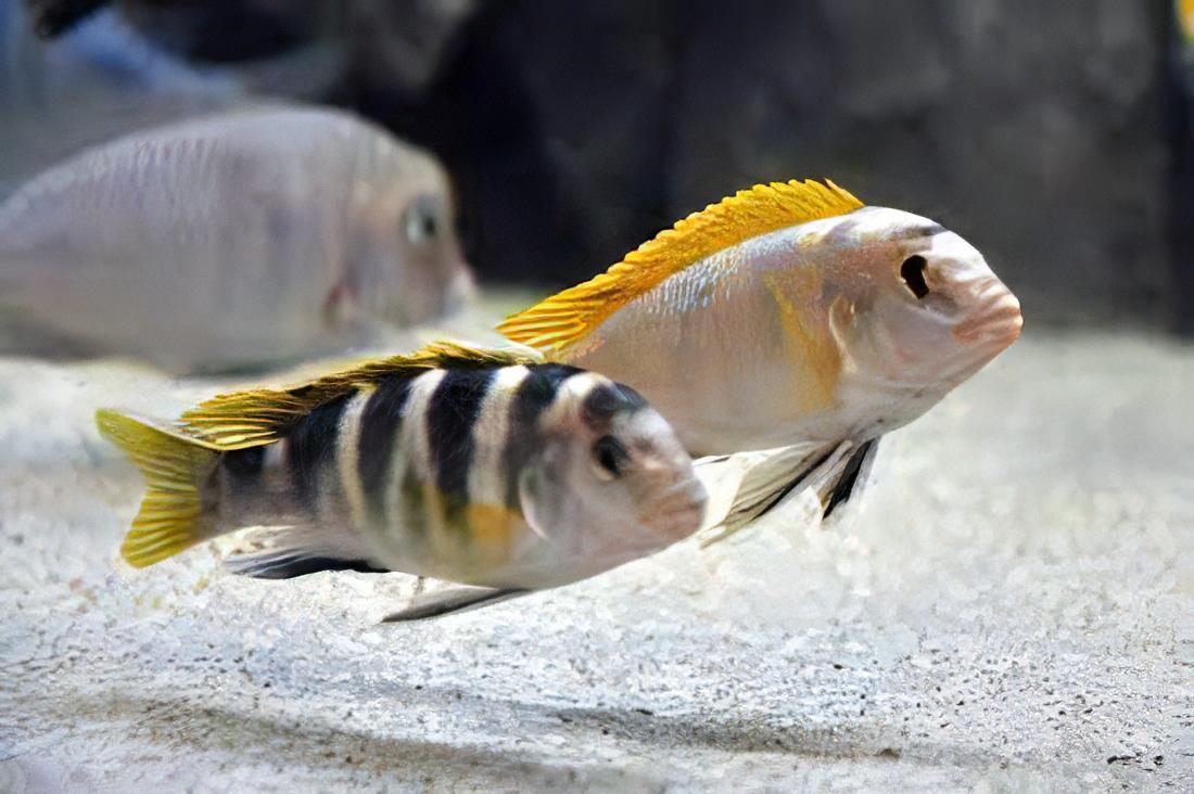 Labidochromis Pearlmutt Malawi African Cichlid Small 2 Inches - Real Aquatics