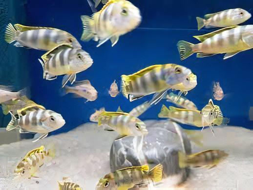 Labidochromis Pearlmutt Malawi African Cichlid Small 2 Inches - Real Aquatics