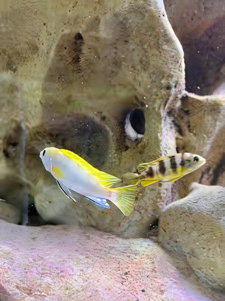 Labidochromis Pearlmutt Malawi African Cichlid Small 2 Inches - Real Aquatics