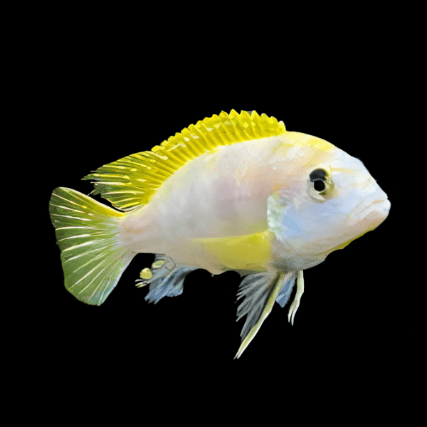 Labidochromis Pearlmutt Malawi African Cichlid Small 2 Inches - Real Aquatics