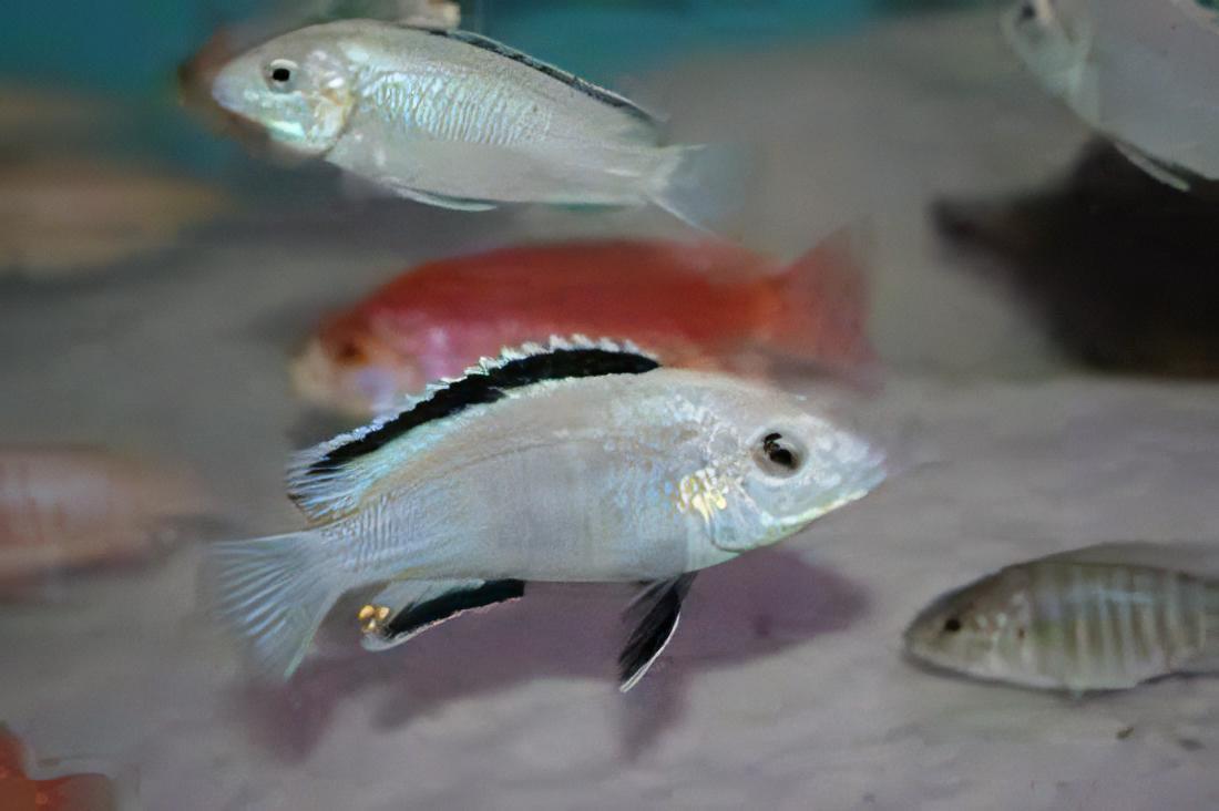 Labidochromis White Tanzanian Malawi African Cichlid Small 2 Inches - Real Aquatics