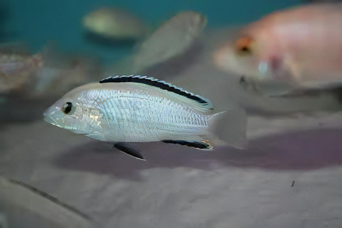 Labidochromis White Tanzanian Malawi African Cichlid Small 2 Inches - Real Aquatics