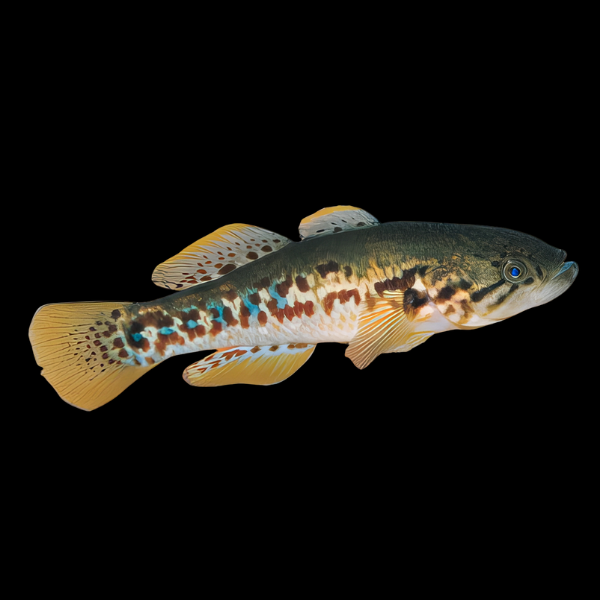Lake Mbuta Gudgeon Mogurnda Mbuta 5cm - Real Aquatics