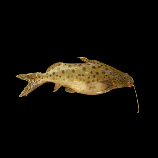 Lake Rukwa Catfish Synodontis Rukwaensis 10cm - Real Aquatics