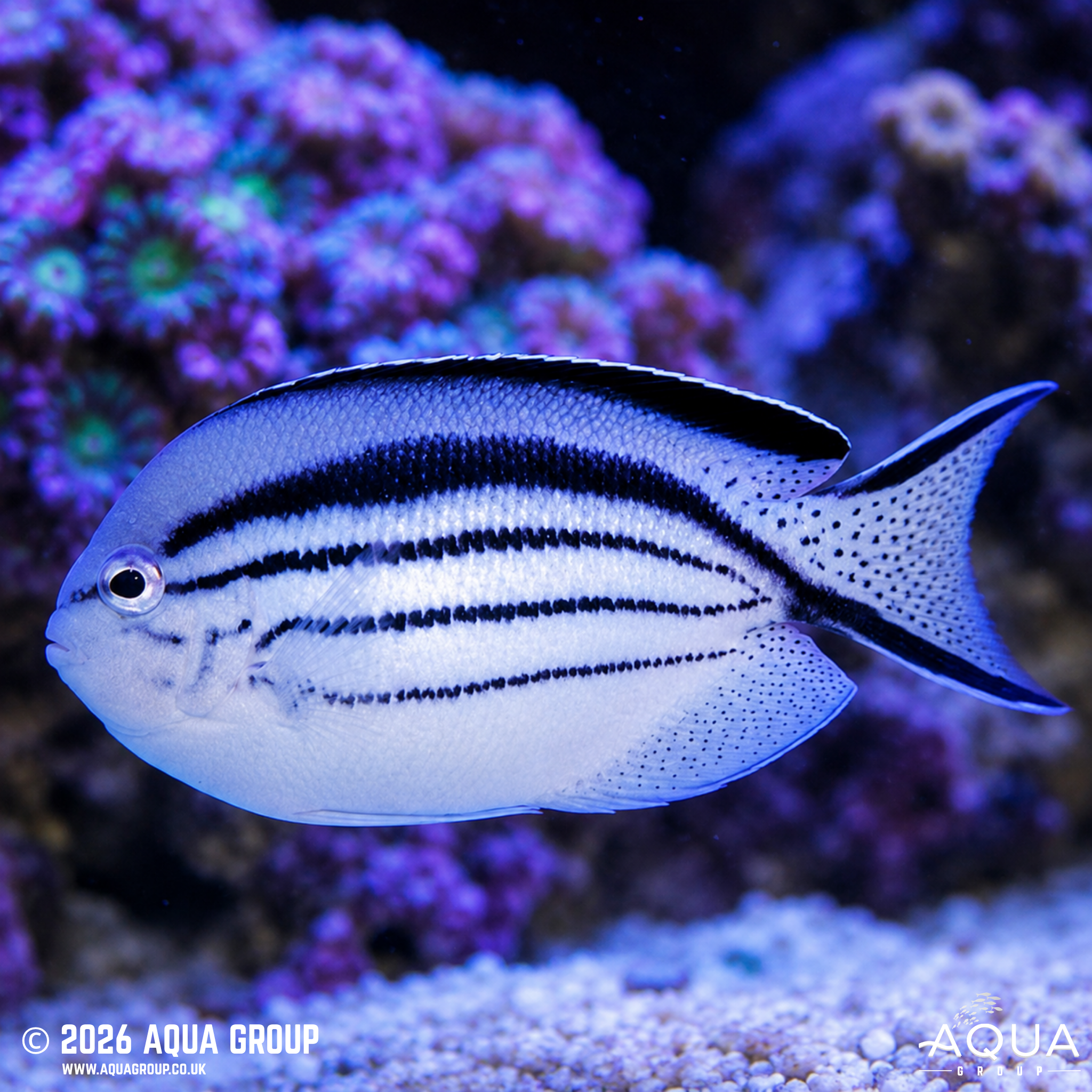 Lamarck Angelfish (Genicanthus lamarck)