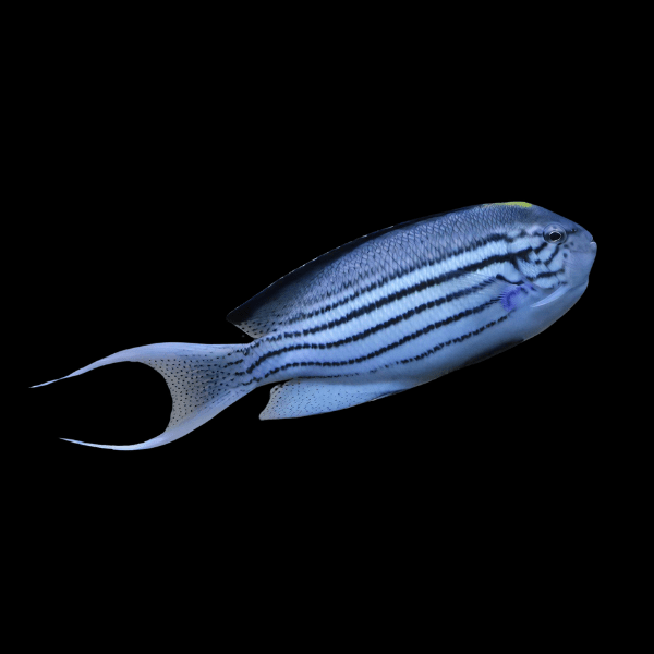 Lamark Angelfish Genicanthus Lamarck - Real Aquatics