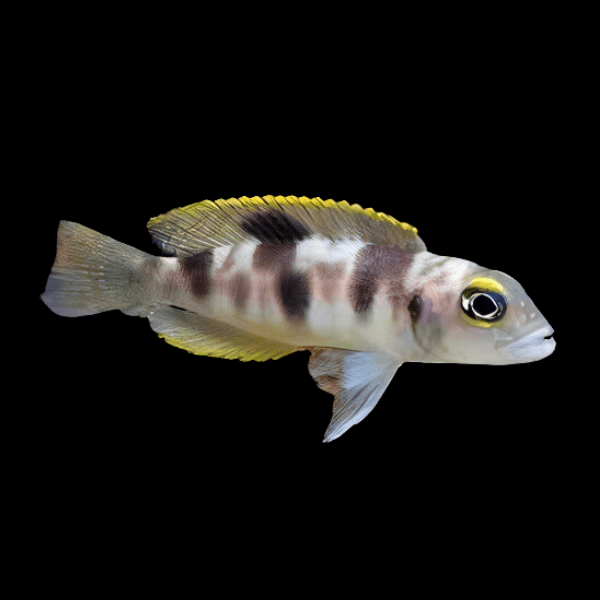 Lamprologus Boulengeri Tanganyikan African Cichlids 4cm - Real Aquatics