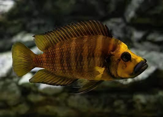 Lamprologus Compressiceps Gold Head African Cichlids 5cm - Real Aquatics