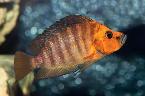 Lamprologus Compressiceps Gold Head African Cichlids 5cm - Real Aquatics