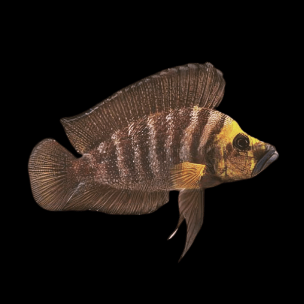 Lamprologus Compressiceps Gold Head African Cichlids 5cm - Real Aquatics