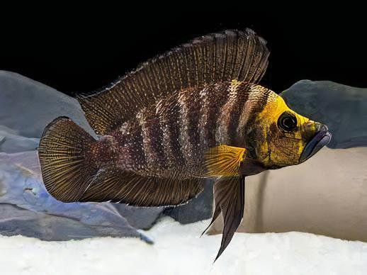 Lamprologus Compressiceps Gold Head African Cichlids 5cm - Real Aquatics