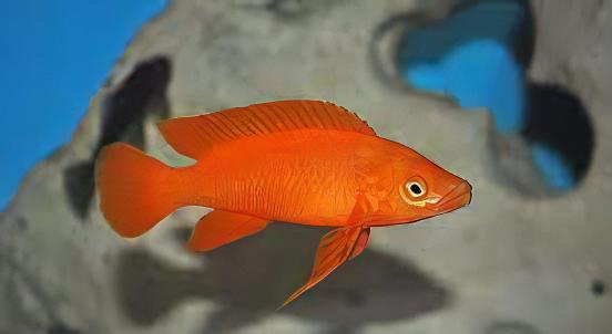 Lamprologus Leleupi Orange Tanganyikan African Cichlids 5cm - Real Aquatics