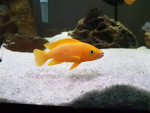 Lamprologus Leleupi Orange Tanganyikan African Cichlids 5cm - Real Aquatics