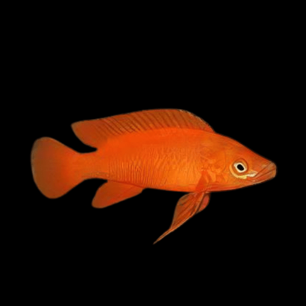 Lamprologus Leleupi Orange Tanganyikan African Cichlids 5cm - Real Aquatics