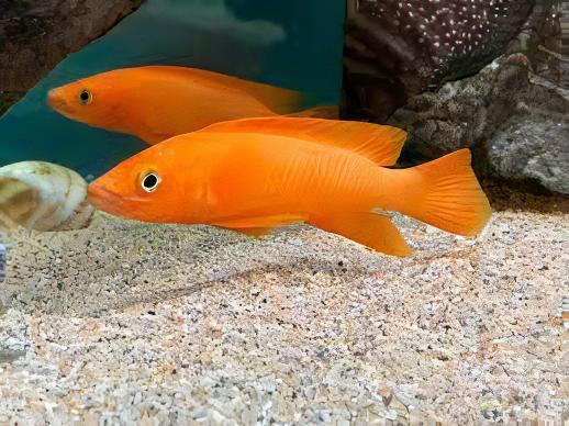 Lamprologus Leleupi Orange Tanganyikan African Cichlids 5cm - Real Aquatics