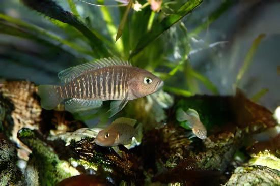 Lamprologus Multifasciatus Tanganyikan African Cichlids 5cm - Real Aquatics