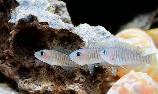Lamprologus Multifasciatus Tanganyikan African Cichlids 5cm - Real Aquatics