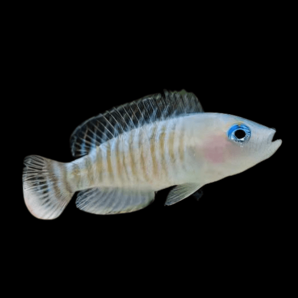 Lamprologus Multifasciatus Tanganyikan African Cichlids 5cm - Real Aquatics