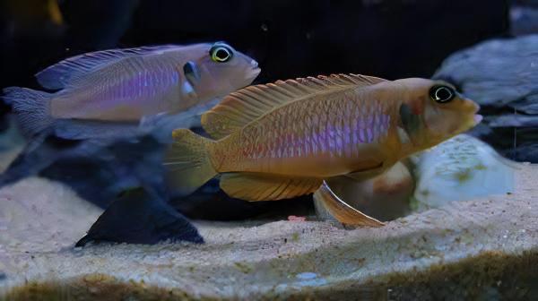 Lamprologus Occelatus Blue Tanganyikan African Cichlids 3cm - Real Aquatics