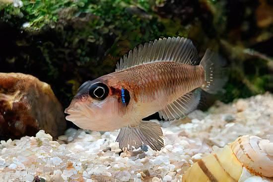 Lamprologus Occelatus Blue Tanganyikan African Cichlids 3cm - Real Aquatics