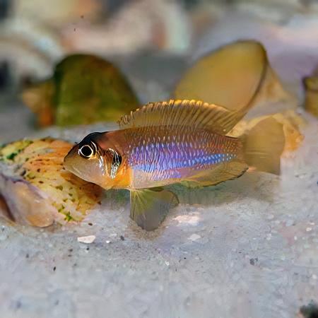 Lamprologus Occelatus Blue Tanganyikan African Cichlids 3cm - Real Aquatics