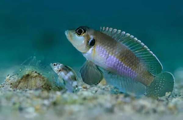 Lamprologus Occelatus Blue Tanganyikan African Cichlids 3cm - Real Aquatics