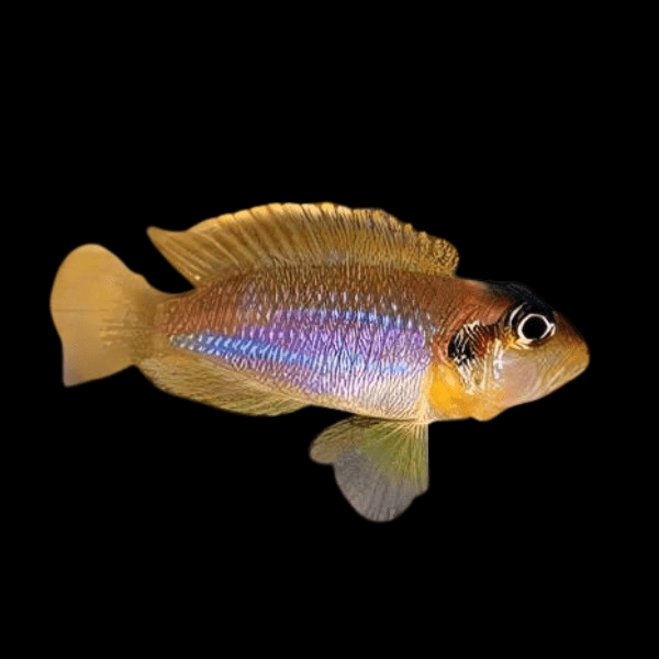 Lamprologus Occelatus Blue Tanganyikan African Cichlids 3cm - Real Aquatics