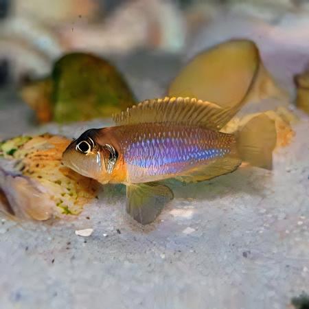 Lamprologus Occelatus Gold Tanganyikan African Cichlids 3cm - Real Aquatics