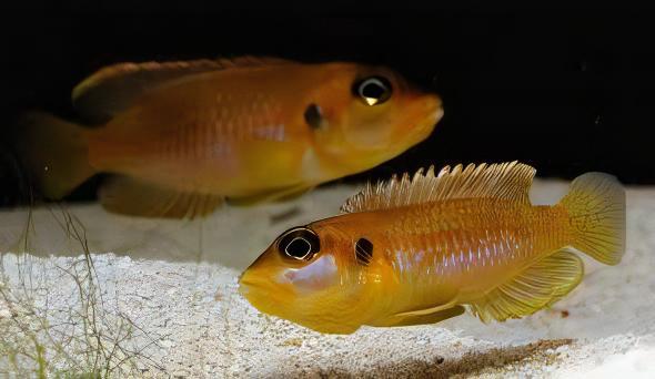 Lamprologus Occelatus Gold Tanganyikan African Cichlids 3cm - Real Aquatics