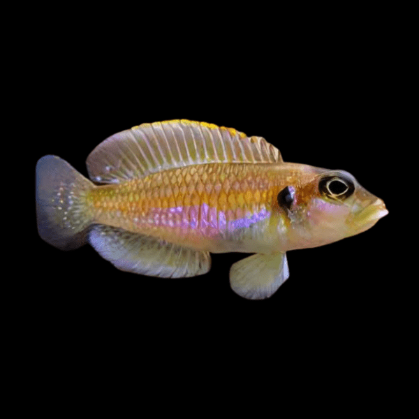 Lamprologus Occelatus Gold Tanganyikan African Cichlids 3cm - Real Aquatics