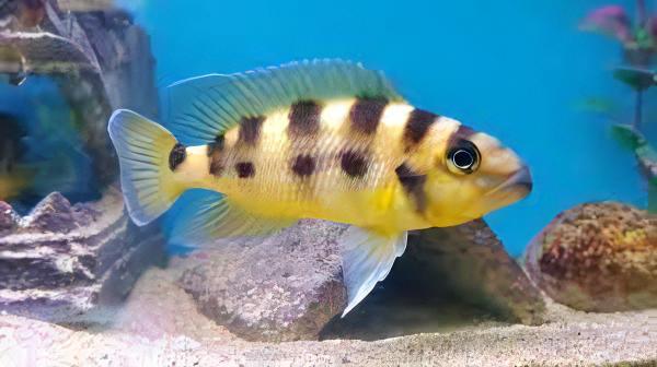 Lamprologus Sexfasiatus Gold Tanganyikan African Cichlids 5cm - Real Aquatics