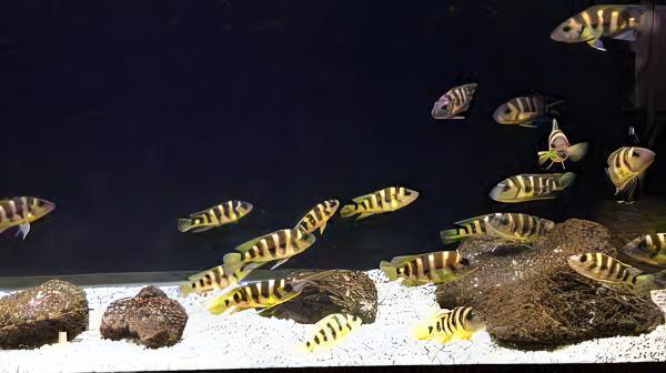 Lamprologus Sexfasiatus Gold Tanganyikan African Cichlids 5cm - Real Aquatics
