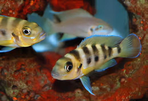 Lamprologus Sexfasiatus Gold Tanganyikan African Cichlids 5cm - Real Aquatics