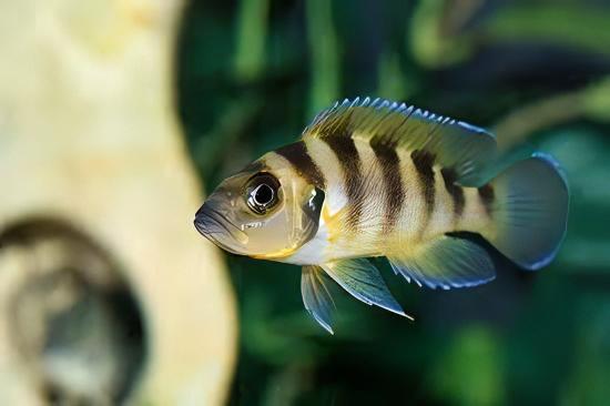 Lamprologus Sexfasiatus Gold Tanganyikan African Cichlids 5cm - Real Aquatics